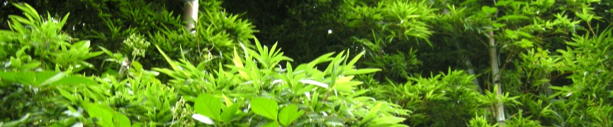 Random header image... Refresh for more!